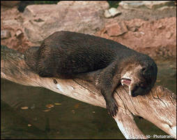 spotted neck otter