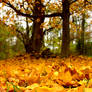 fall