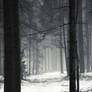 Winter Forest