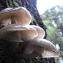 Mushroom Treehouse