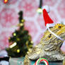 Christmas Lizard