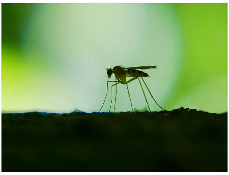 mosquito's contour