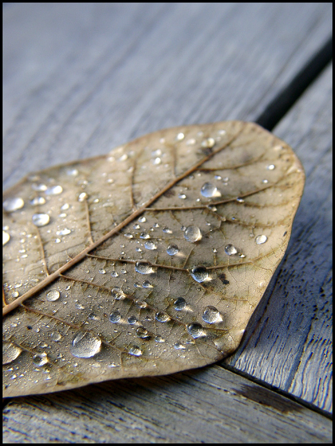 dead leaf and the dew