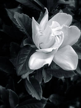 Gardenia