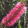 Callistemon