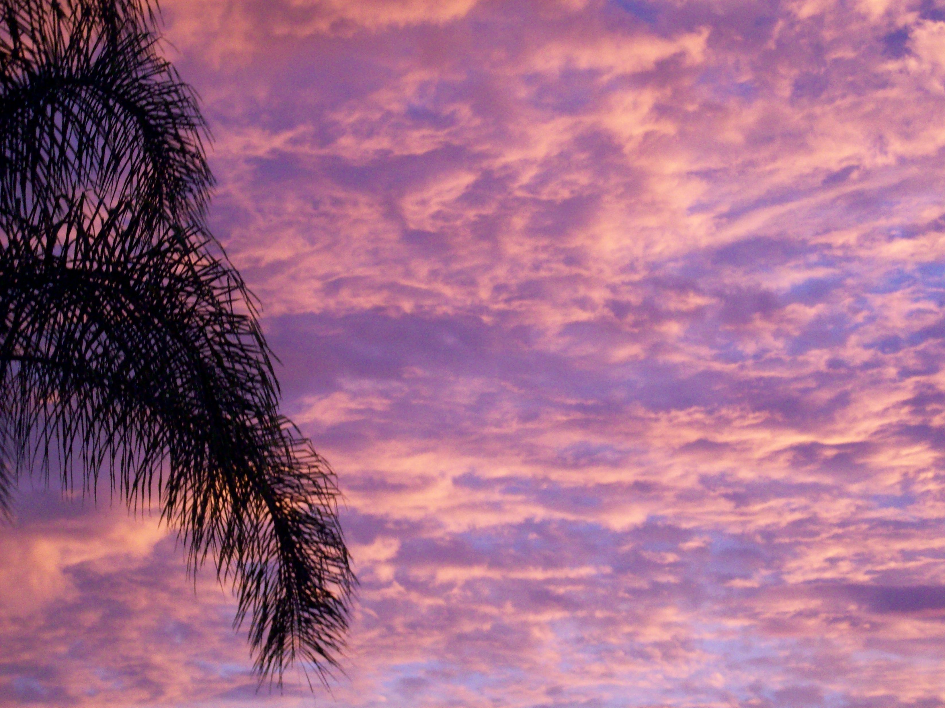 Palms by PhotElle