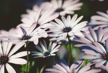 Soft Purple by PhotElle