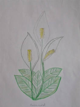 Peace Lily
