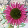 Echinacea