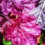 Heuchera Rain