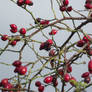 An Autumn Wallpaper Of Rosehips