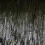 River Reeds