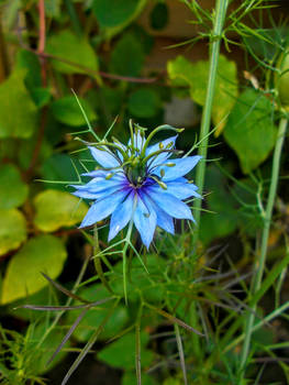 (Gift) A Love Of Nigella