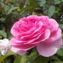 (Gift) Swirling Rose