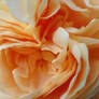 Apricot Swirls