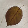 Simply A Leaf