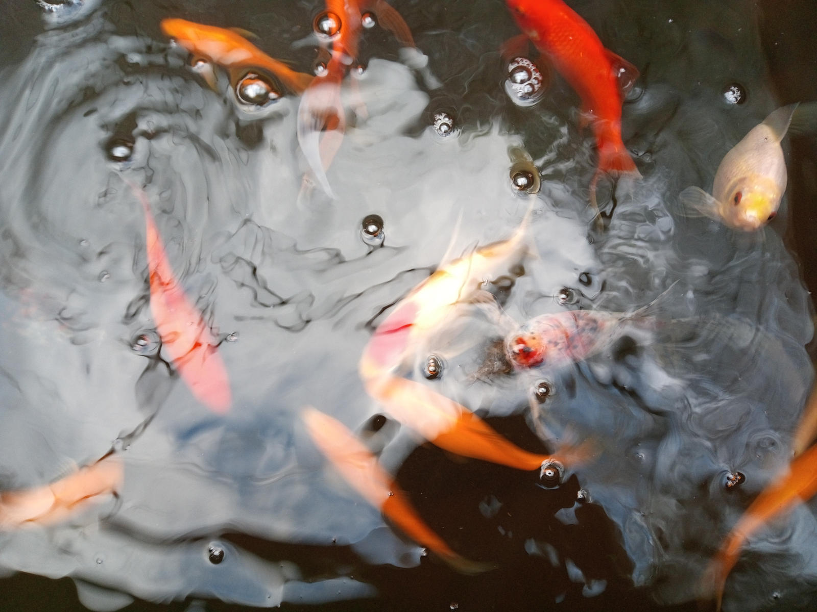 Fish Arrays A Colourful Array Of Fish by MagentaRoseOrchid on DeviantArt
