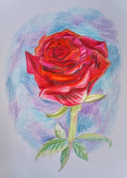 (Prize) Special Love - The Red Rose