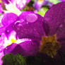 Purple Petals