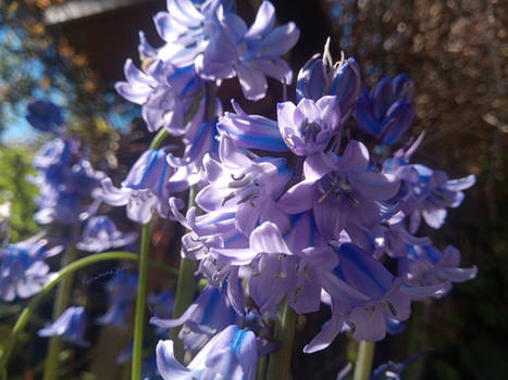 Bluebell Enchantment