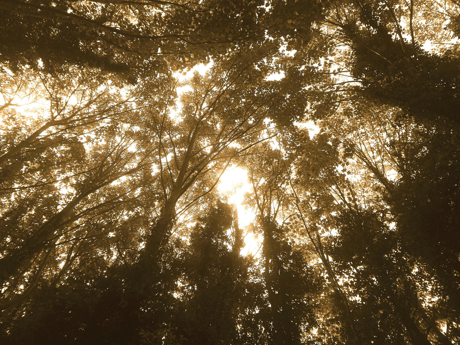 Dappled Pattern by MagentaRoseOrchid on DeviantArt