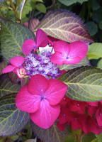 Magenta Hydrangea