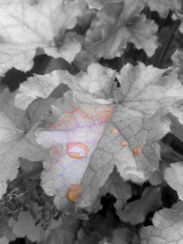 Colour Comes Through