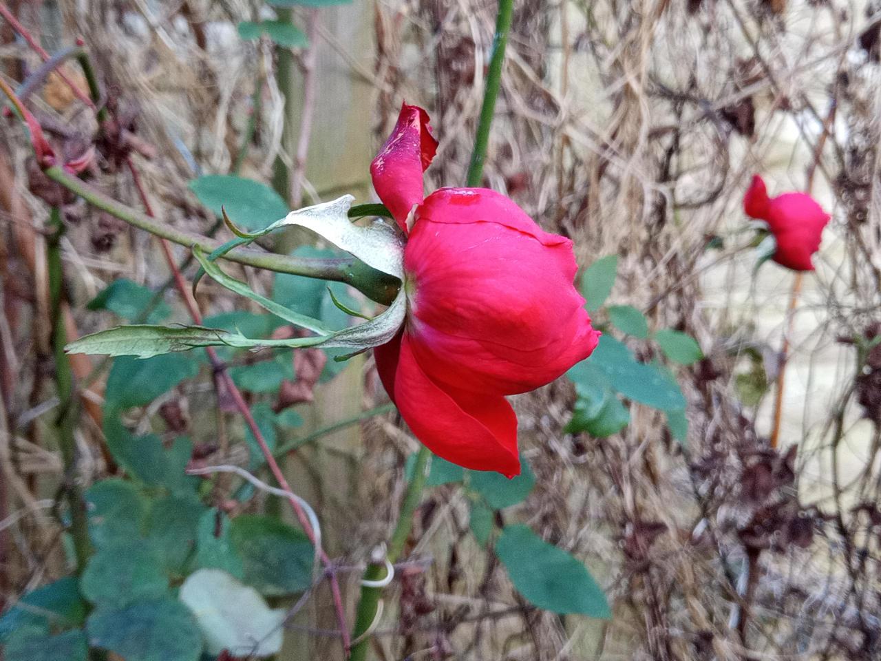 Two Red Roses For Menu Two Red Roses by MagentaRoseOrchid on DeviantArt