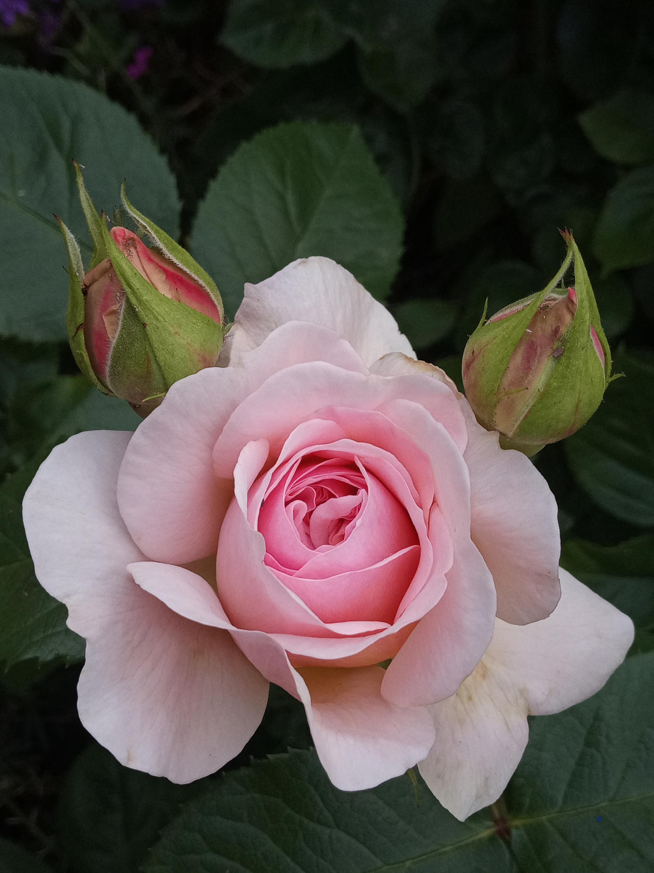 One Rimantic Rose Romantic Rose by MagentaRoseOrchid on DeviantArt