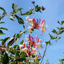 Beautiful Honeysuckle