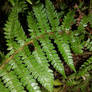 Fern Green