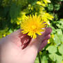 Sunshine Yellow