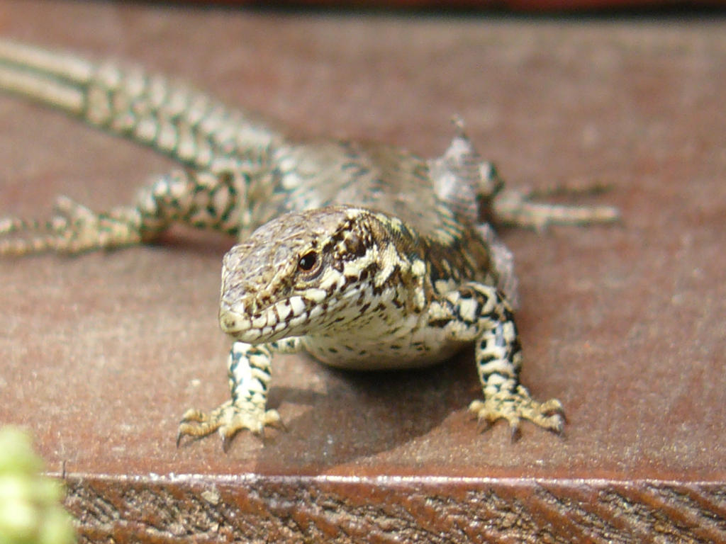 Lezard Domestique 8d By Sisiouragan On Deviantart Lezard Domestique 8d By Sisiouragan On Deviantart