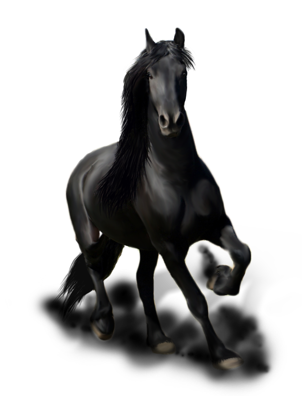 Friesian horse