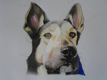 Dog portrait (work in progress)