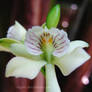 orchid white.green