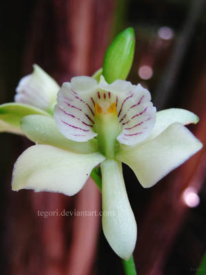 orchid white.green by tegori