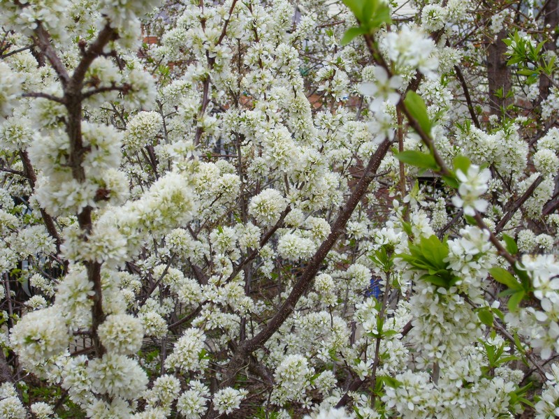 Plum Flowers