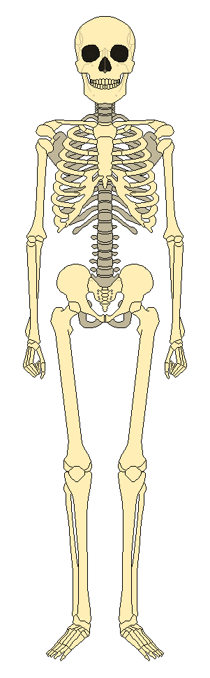 Skeleton Base Character Skeleton Base by DaltTT on DeviantArt