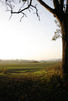 Trees and landscapes