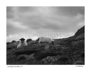 Comeragh Sheep