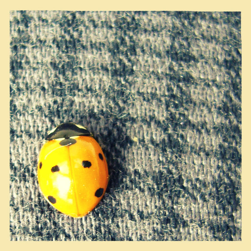 Ladybug