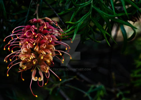 Flowers of Australia #3