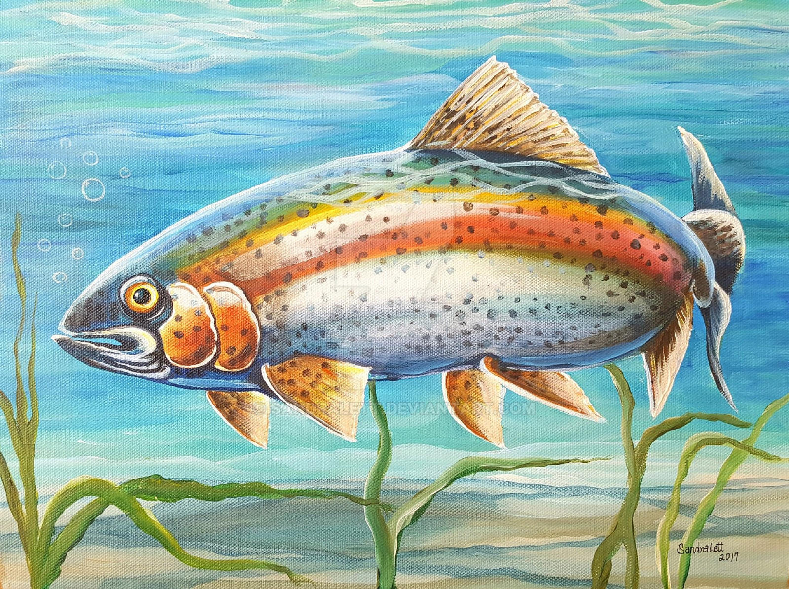 Rainbow Trout