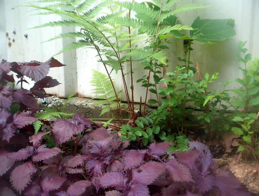 Purple Leaf Basil and Fern Garden 2012 2