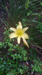 Little Yellow Lily