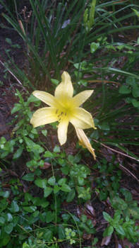 Little Yellow Lily