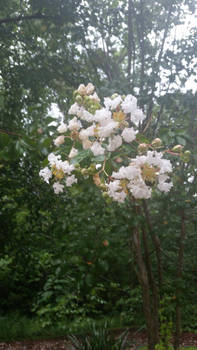 White Crepe Myrtle