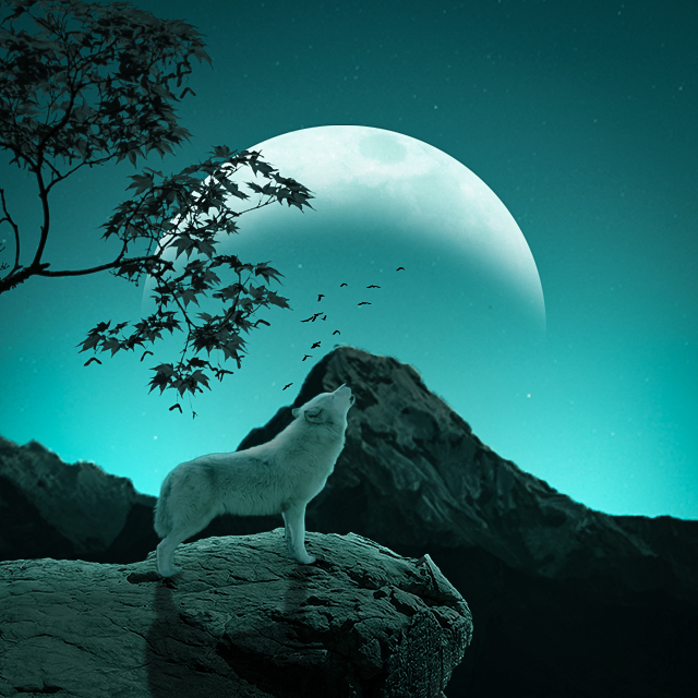 Photo Manipulation (The Wolf)