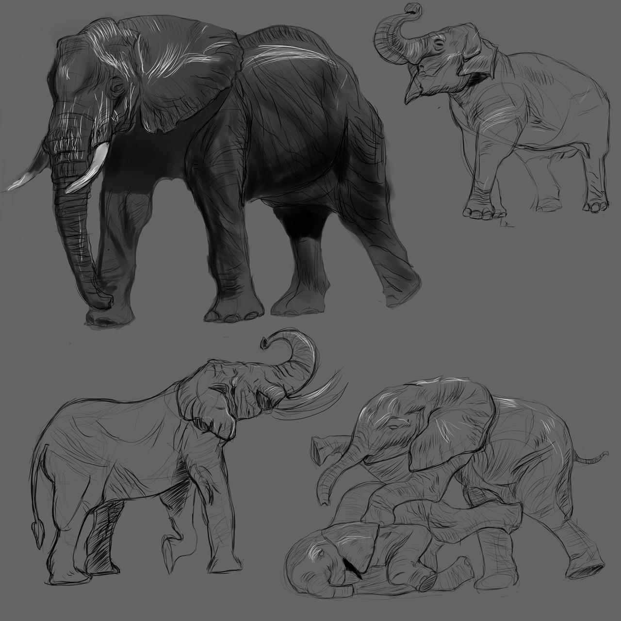 Elephant Study Elephant studies by SamuelVI1 on DeviantArt